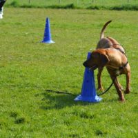 Gehoorzaamheid training