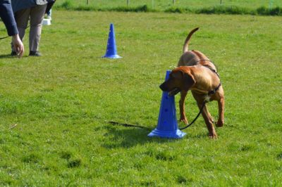 Gehoorzaamheid training