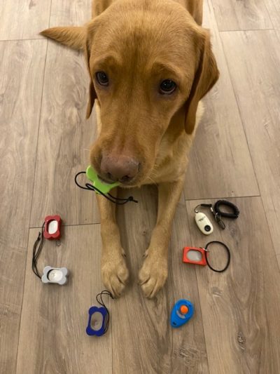 Wereldhond Talenten training Beginners - Dinsdag 9 mei 18:30 uur