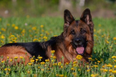 Puber privétraining (5 lessen)- bij Wereldhond