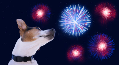 Workshop Vuurwerk en je hond - Zondag 29 oktober om 14:15 uur