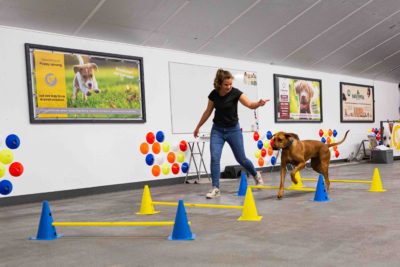 Workshop Fitness voor je hond - Zaterdag 26 oktober om 13:00 uur