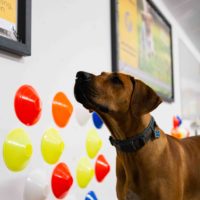 Pakket gedragsbegeleiding