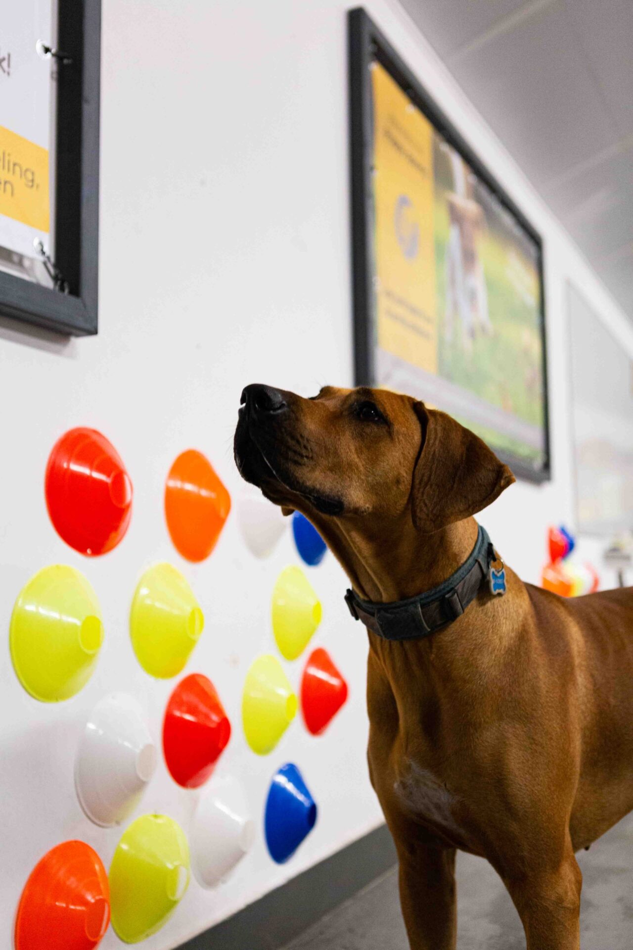 Pakket gedragsbegeleiding