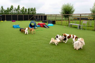 Puppy speeldate - zaterdag 24 mei om 09:30 uur