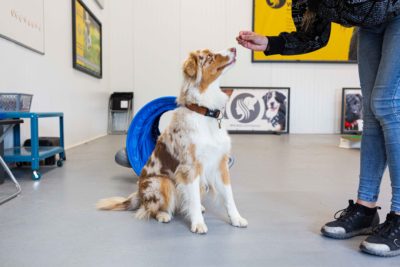 Privétraining 1 les - bij Wereldhond