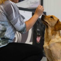 Privétraining 5 lessen - bij Wereldhond