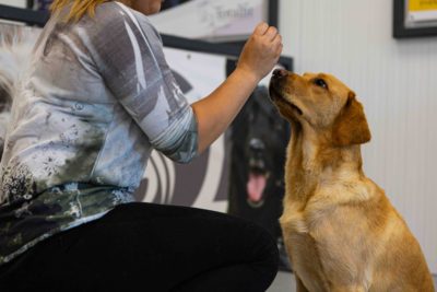 Privétraining 5 lessen - bij Wereldhond