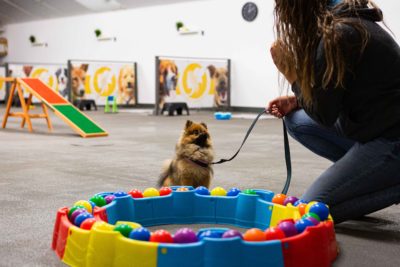 Workshop Kind en hond - donderdag 5 mei 13:00 uur