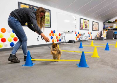 Puppy gym bij wereldhond