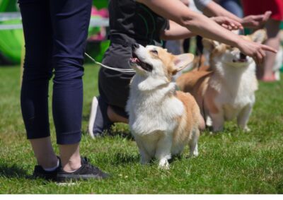 Wereldhond ringtraining - 30 minuten