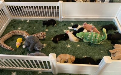 Dagindeling van een puppy