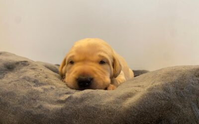 Voorbereiding op de komst van je puppy