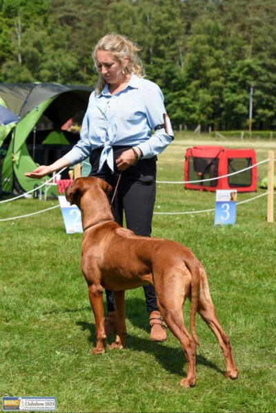 workshop ringtraining bij wereldhond