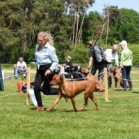 showen met de hond tijdens een wedstrijd