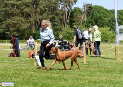 showen met de hond tijdens een wedstrijd