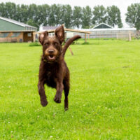 Je hond het commando hier aan leren