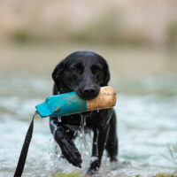 Labrador haalt dummie op