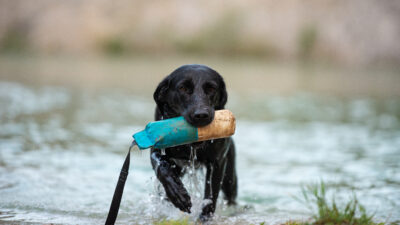 Labrador haalt dummie op