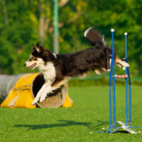 hond springt over hindernis