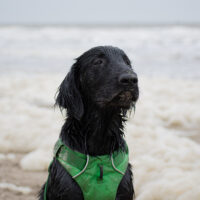 Pubertraining bij Wereldhond
