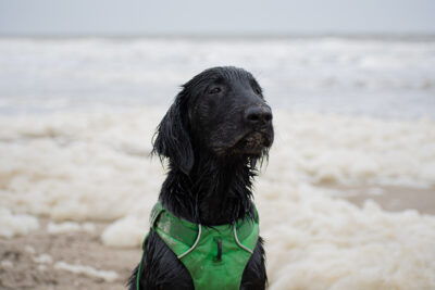 Pubertraining bij Wereldhond