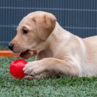 Puppy Gym - Dinsdag 17 november om 18:30 uur