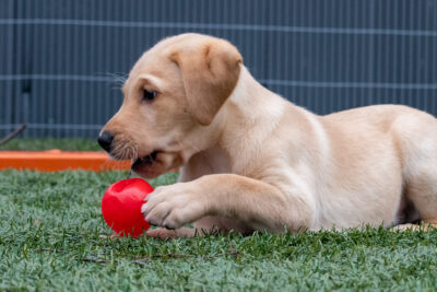 Puppy Gym - Zaterdag 17 mei om 09:30 uur
