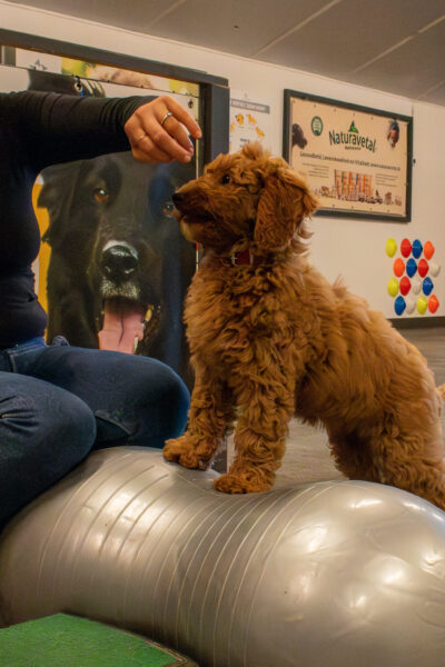 Fitness voor je hond - Dinsdag 23 januari om 18:30 uur