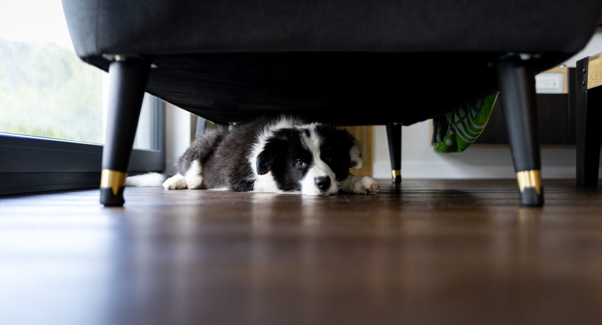 Adorable puppy dog hiding under sofa at home vuurwerk feestdagen hond