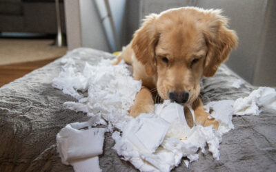 Zindelijkheid aanleren