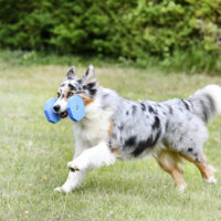 Apporteersport blok