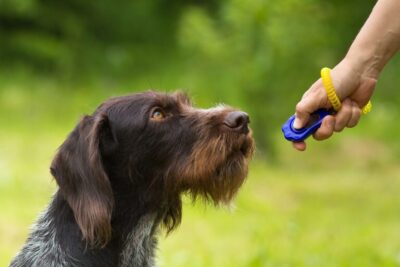 Workshop Clickertraining - Vrijdag 3 mei om 10:00 uur