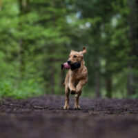 Jachttraining Basis - Zaterdag 22 november om 09:30 uur