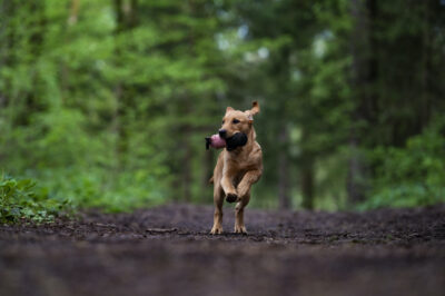 Jachttraining Basis - Maandag 12 mei om 18:30 uur