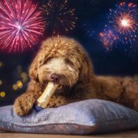 vuurwerk en je hond