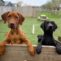 Wereldhond tv - Jonge hond basis training