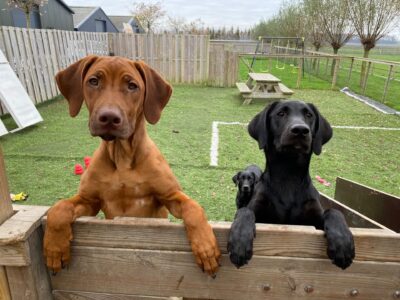 Wereldhond tv - Jonge hond basis training