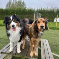 Dagopvang bij Wereldhond 1