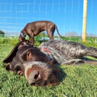 Automatische incasso DONDERDAG, vaste dag