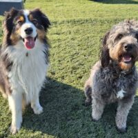 Dagopvang bij Wereldhond 2