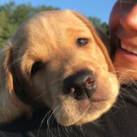 Wereldhond tv - Puppy training