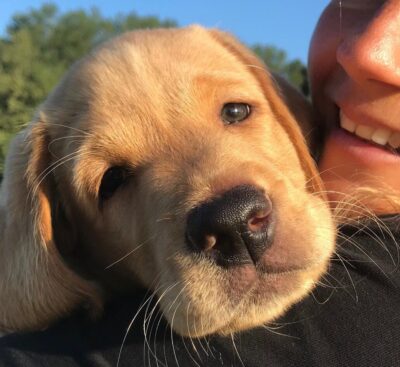 Wereldhond tv - Puppy training