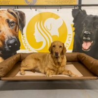 stretcher bij wereldhond opvang