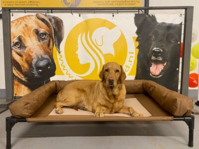 stretcher bij wereldhond opvang