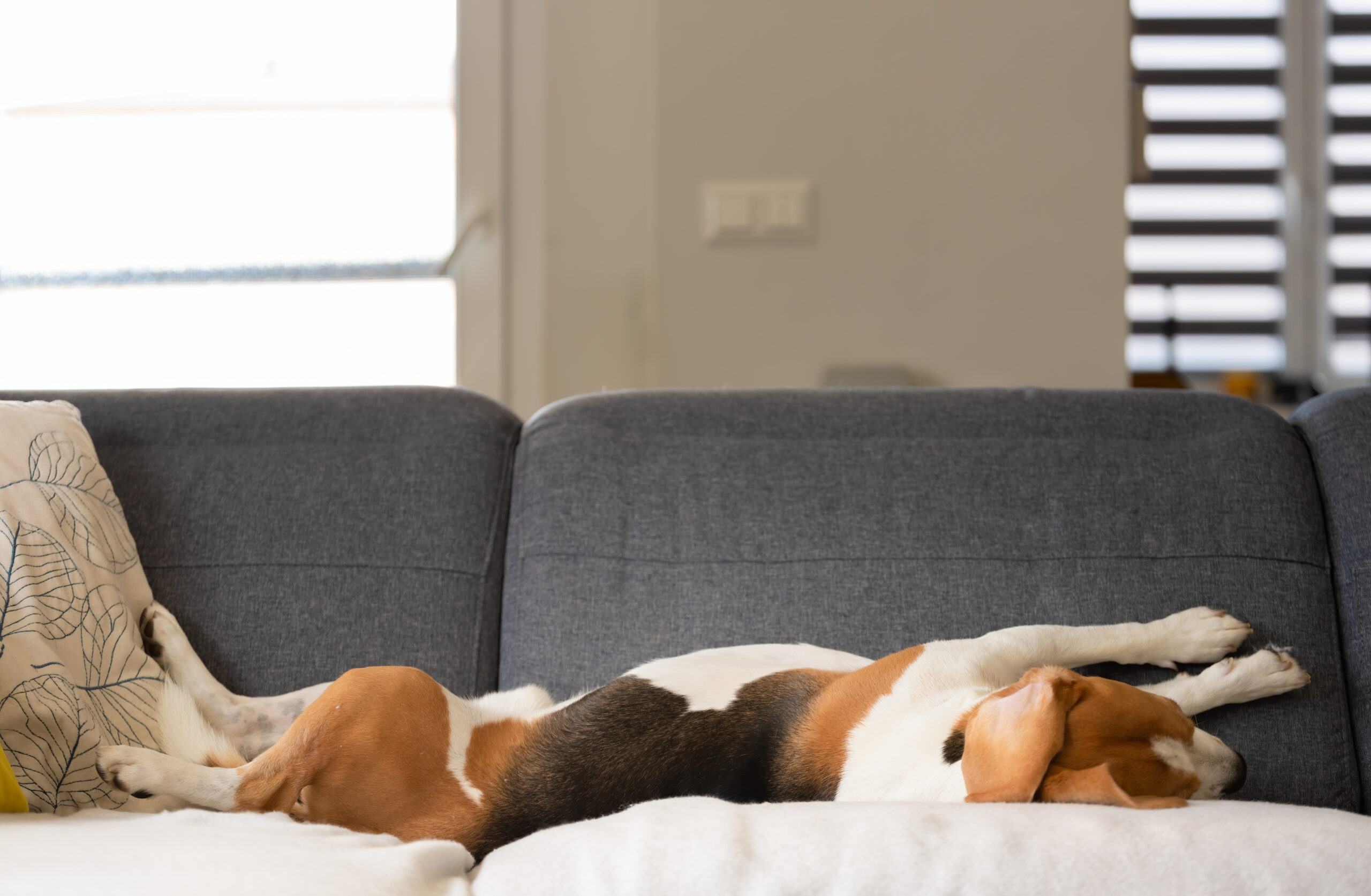 Beagle dog falling asleep and take some rest in funny position. Beautiful dog portrait.