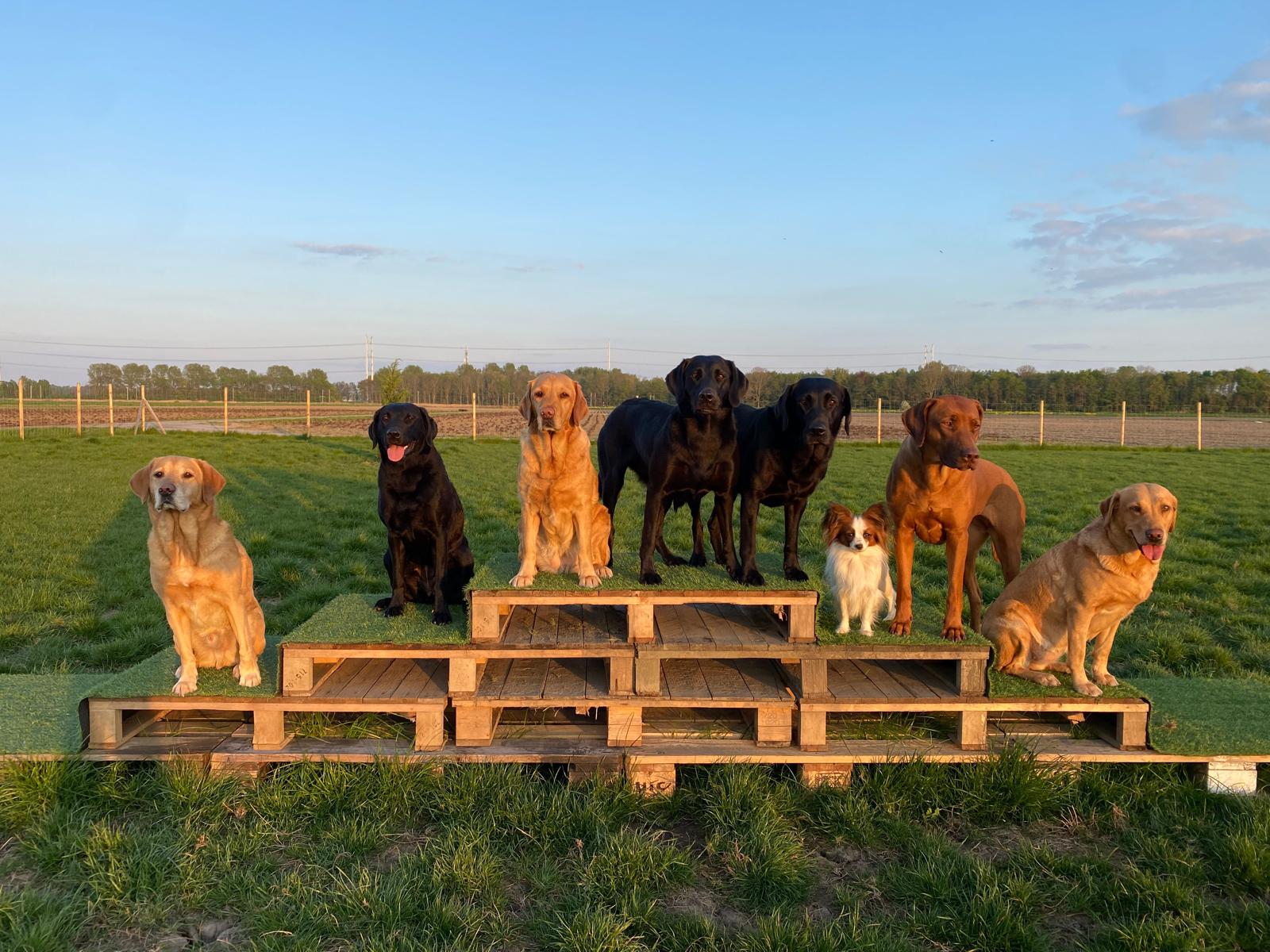 dagopvang bij wereldhond