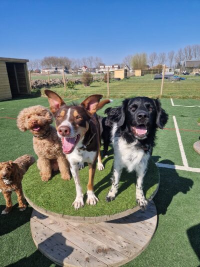 dag opvang bij wereldhond