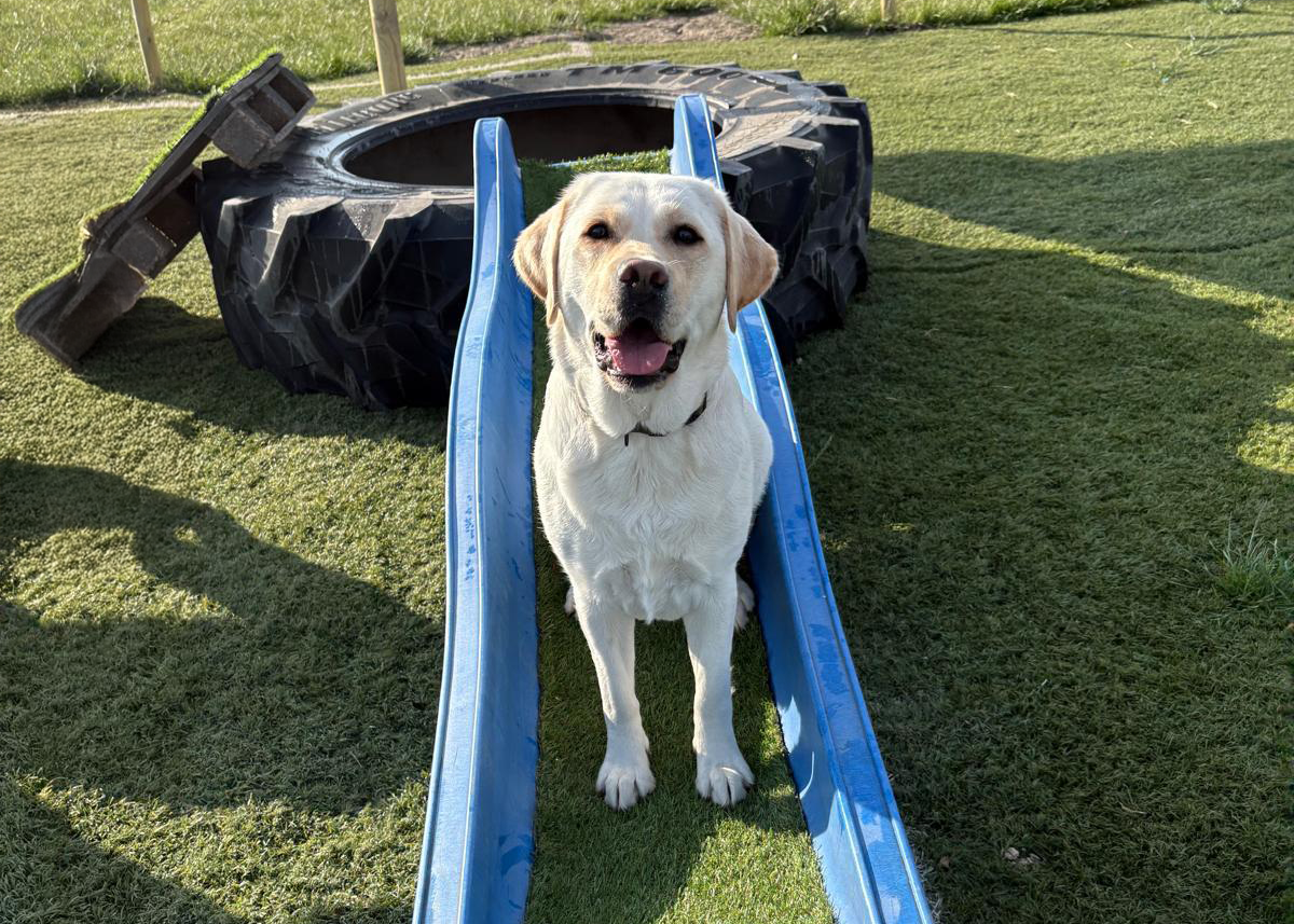 lab_wereldhond wereldhonden