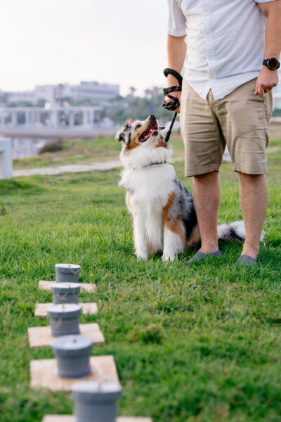 Neuswerk bij Wereldhond